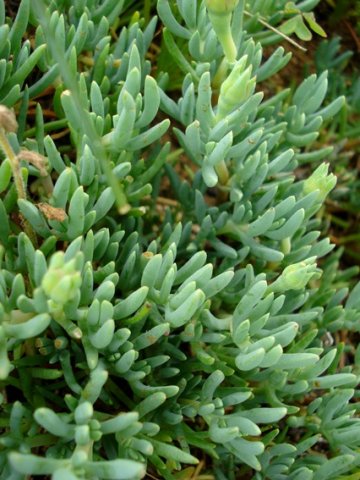 Lampranthus sociorum leaves